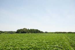 夏の日差しを浴びて