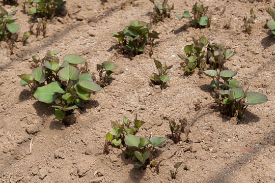 干しいもづくり