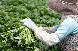 緑肥づくり、さつまいもは苗で決まる